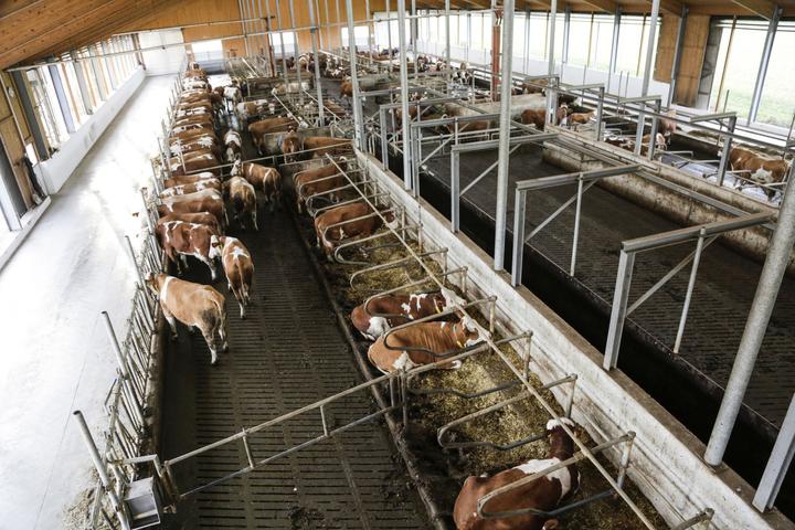 Actual product image Kerbl IPCam 360 FHD 1080p (1920 x 1080 Pixels)