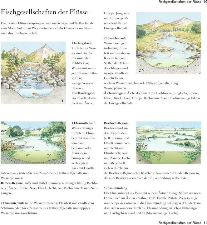 Produktbild Süsswasserfische (19 cm)