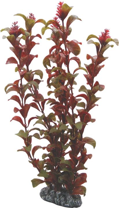 Dohse Rotala, 30 cm (Embellishment, Flora)