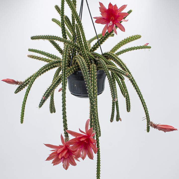 Kakteen Gautschi Aporophyllum malisonii