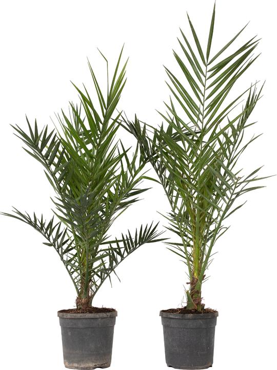 Image du produit Plant in a Box Phoenix canariensis (80 cm)