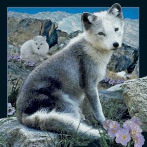Immagine prodotto Worth Keeping 3D-Polarfuchs-Magnet