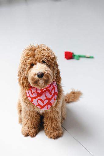 Produktbild Beeztees Bandana Single Boss (S, Hundemantel)