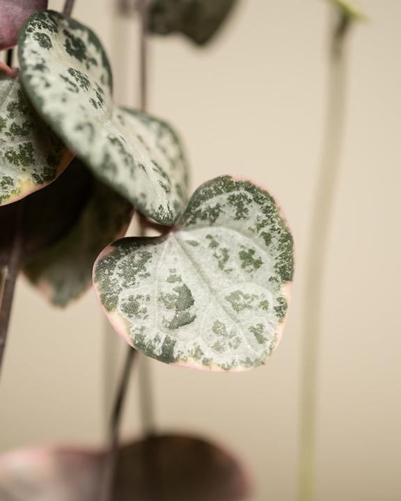 Immagine prodotto feey Leuchterpflanze pink (60 cm, Appena rinvasata)