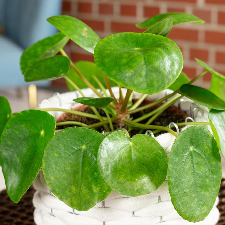 Produktbild Flowerbox Ufopflanze - Pilea peperomioides (20 cm)