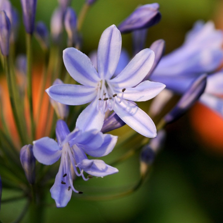 Produktbild Plant in a Box Agapanthus - 6er Set (10 cm)