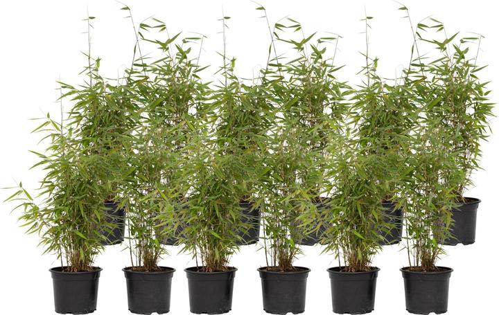 Image du produit Plant in a Box Fargesia nitida 'Red Dragon' - 6er Set Roter Drachenbambus (80 cm)