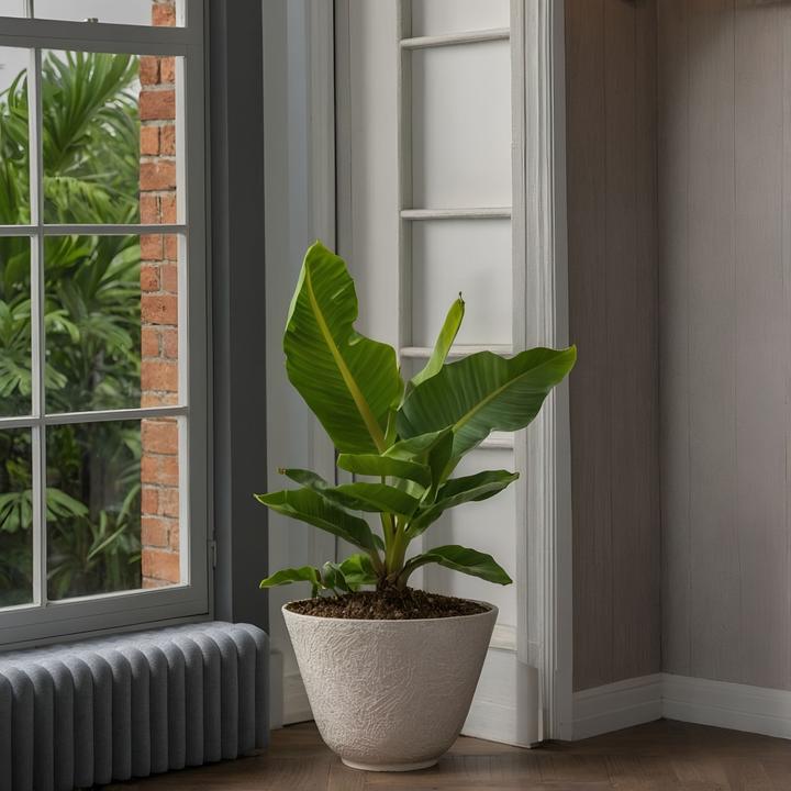 Immagine prodotto Plant in a Box Musa Orientale Nana - Set di 2 banane nane (25 cm)
