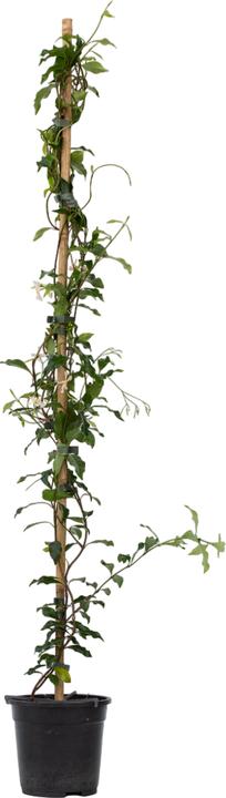 Immagine prodotto Plant in a Box Trachelospermum jasminoides 'Pink Showers' - (110 cm)