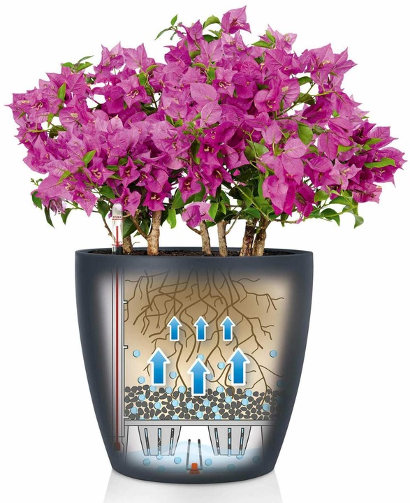 Image du produit Lechuza Classico Color (21.50 cm)