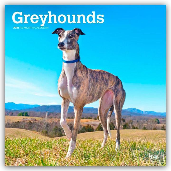 Produktbild Greyhound - Grosser Englischer Windhund 2025 - 16-Monatskalender (Kein Einband, Deutsch)