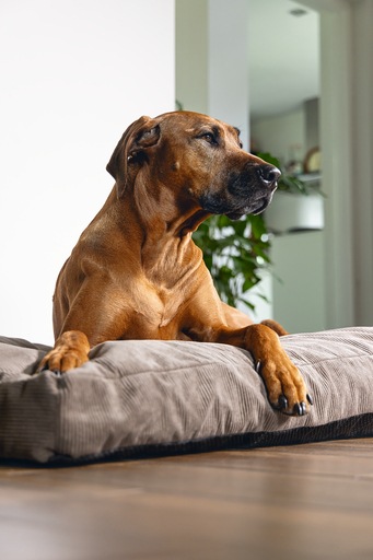 Immagine prodotto Beeztees Bz Riposo Ortopedico Cush Veo Mocha 120x80 (Cane)