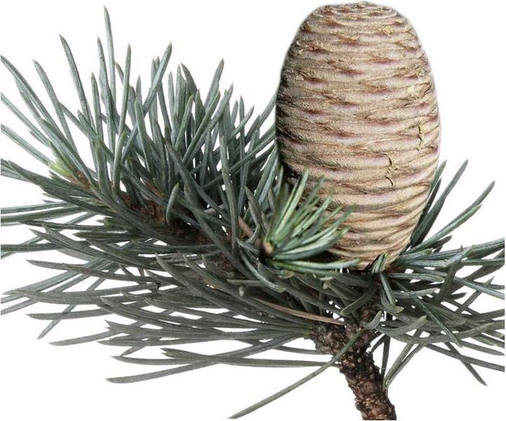 Image du produit Florascent Spray aromatique Cèdre