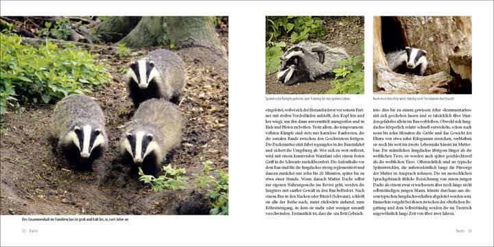 Produktbild Räuber in heimischen Wäldern (Deutsch, Klaus Borrmann, 2013)