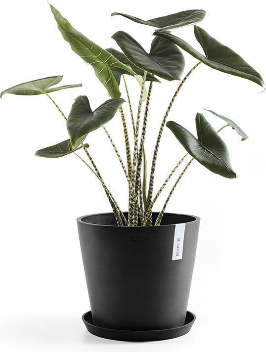 Actual product image Ecopots Saucer Round