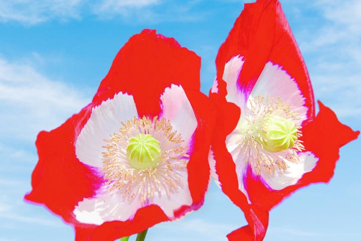 Immagine prodotto Zollinger Bio Papavero, bandiera svizzera (annuale) (Semi di piante)