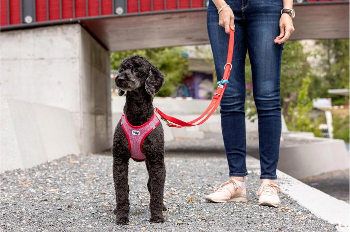 Actual product image Curli Tableware Merino (3XS, Dog, General)