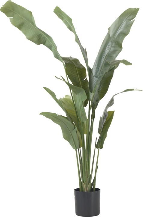 Immagine prodotto Plant in a Box Strelitzia - (160 cm)