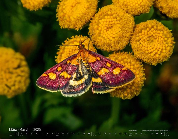 Actual product image Butterflies 2025 large format calendar (Hardcover, German)