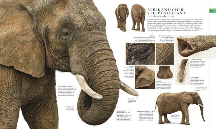 Actual product image Die Natur in über 5000 Fotos (German, David Bernie, 2021)