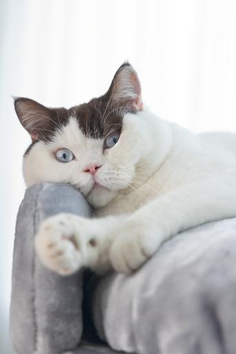 Image du produit Beeztees Arbre à chat Bz Tura (100 cm, Grey)