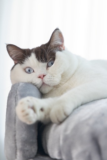 Actual product image Beeztees Bz cat tree Tura (100 cm, Grey)
