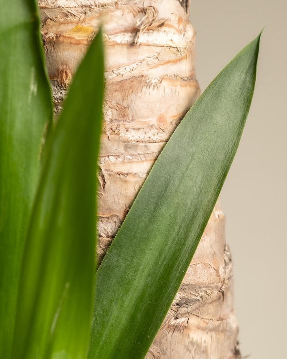 Actual product image feey Grosse Yucca (110 cm, Freshly repotted)
