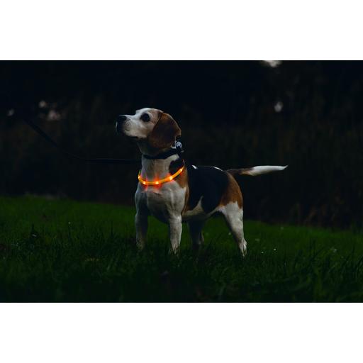 Thumbnail - Beeztees Bz Sg Sil Halsb+Usb Dogini Or (Hund, Allgemein), Halsband + Leine