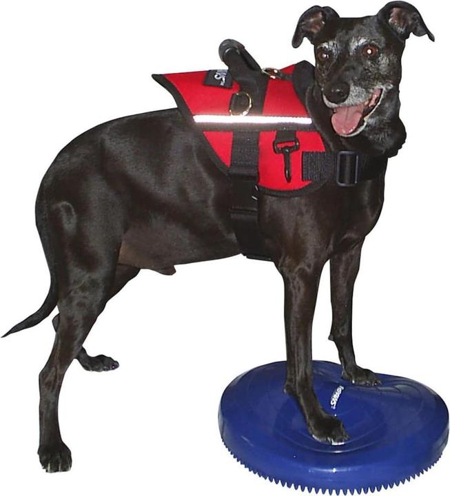 Immagine prodotto FitPaws Balance Disk (Destrezza)