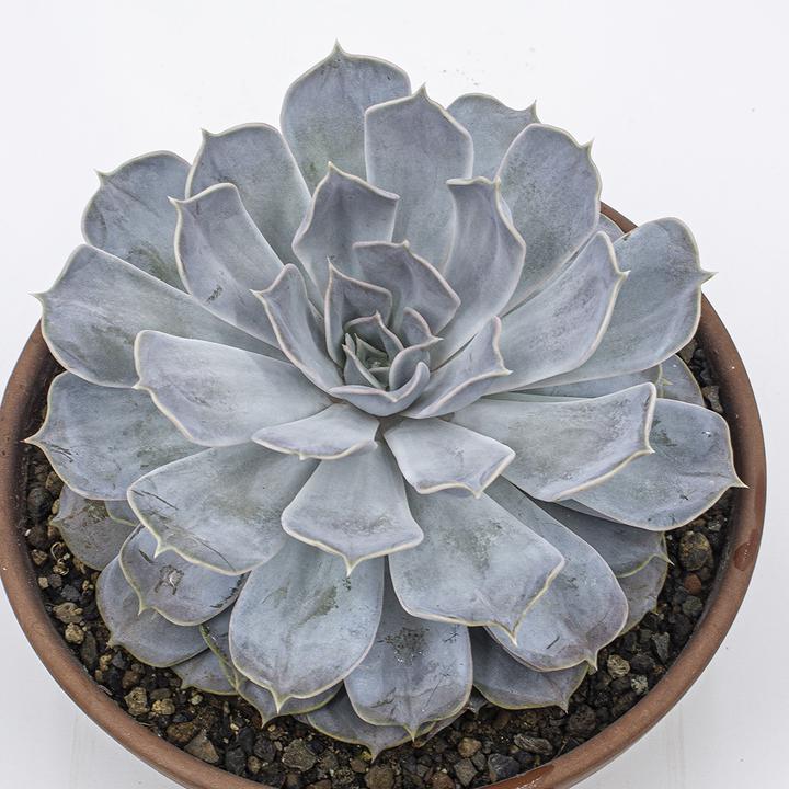 Produktbild Kakteen Gautschi Echeveria lilacina (20 cm)