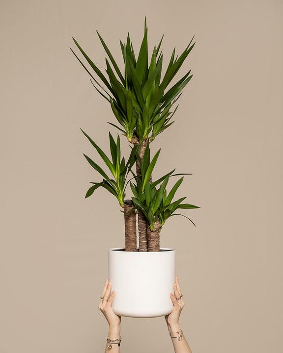 Actual product image feey Grosse Yucca (110 cm, Freshly repotted)