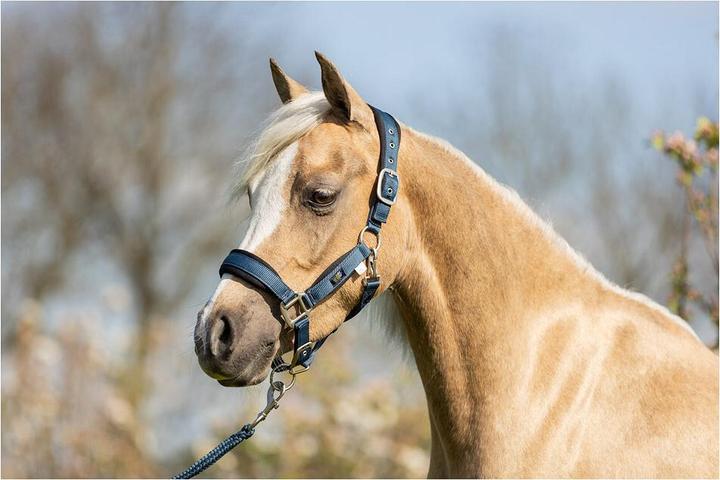 Actual product image BR Equestrian Equipment Pony halter and lead rope set