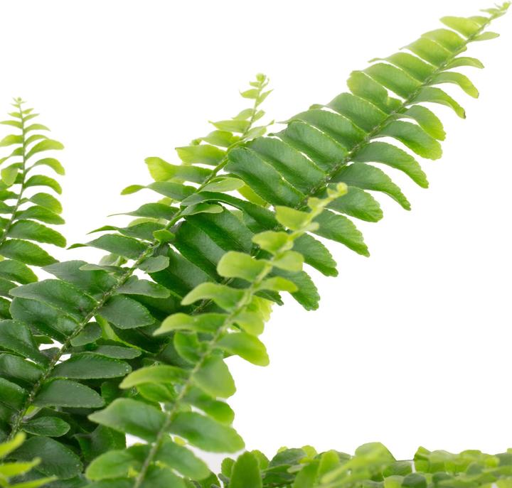 Image du produit Flowerbox Schwertfarn "Green Lady" - Nephrolepis (35 cm)