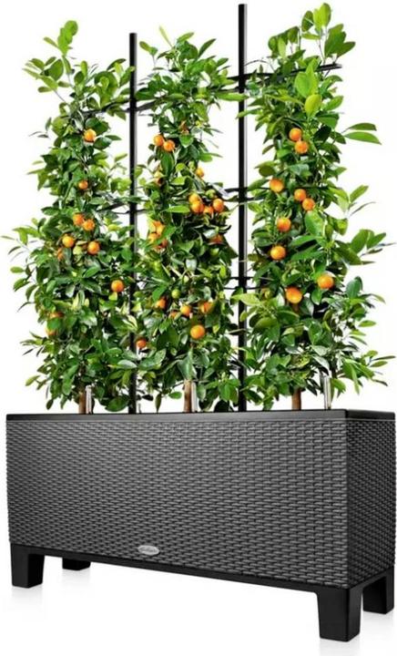 Actual product image Lechuza Trellis Trio Cottage 30 (86 cm, 86 cm)