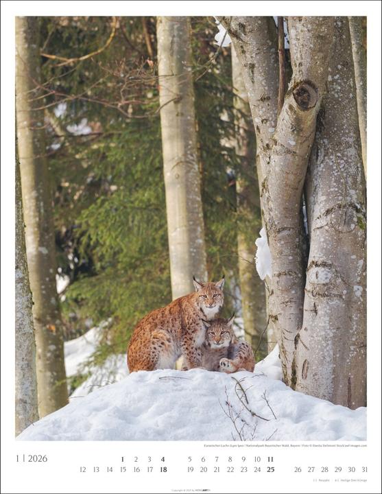 Produktbild Heimische Wälder Kalender 2026 (34 x 44 cm, Harter Einband, Deutsch)