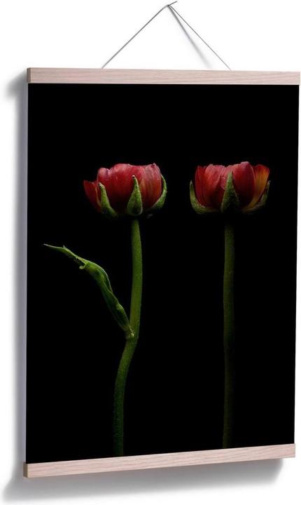 Produktbild Trenddeko Zwei rote Ranunkeln (30 x 40 cm)