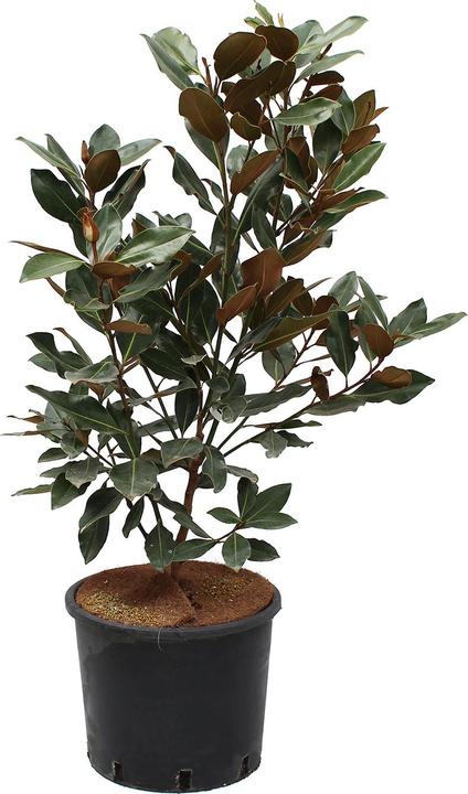 Image du produit Zulauf Immergrüne Zwerg-Magnolie / Magnolia grand. 'Little Gem' (100 cm)