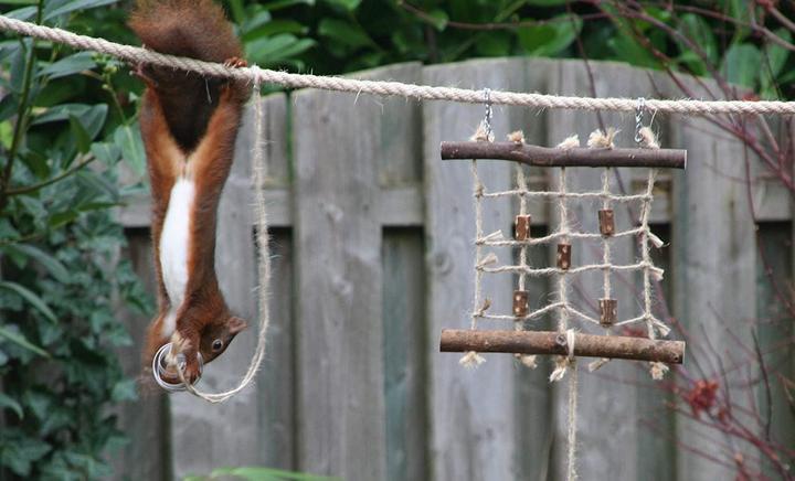 Produktbild Eekbo Eichhörnchen Futterseil