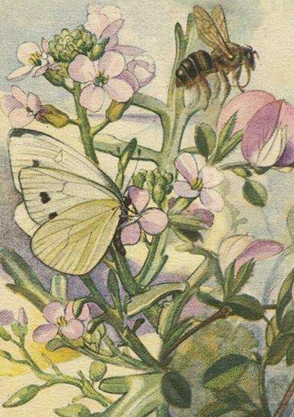 Actual product image Sköna Ting ST470 B6-Karte + Łąka-Umschlag