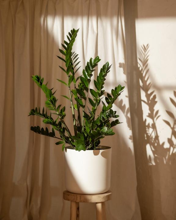 Image du produit feey Glücksfeder XL (100 cm, Fraîchement rempotés)