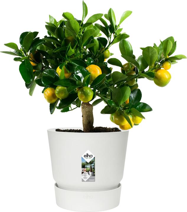 Produktbild Elho Greenville (47 cm)