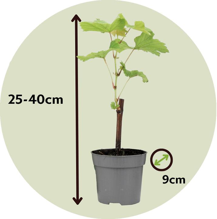 Produktbild Plant in a Box Vitis vinifera 'Cabernet franc', 'pinot gris', 'Chardonnay' (25 cm)
