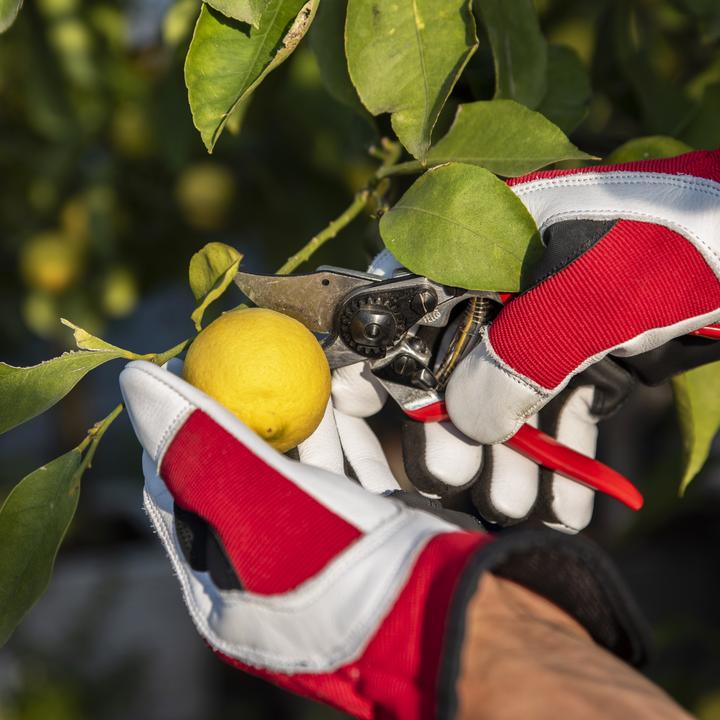 Actual product image Felco 702M Leather work gloves, size M (M)