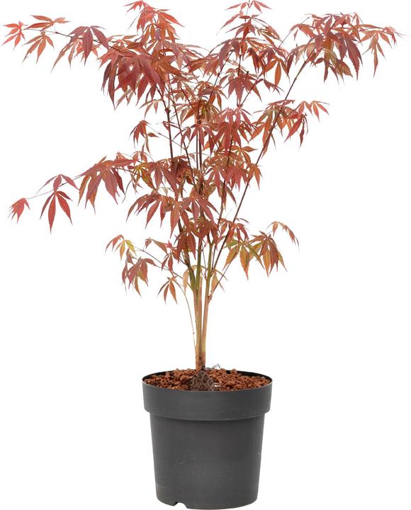 Plant in a Box Acer palmatum 'Atropurpureum' - Ahorn Baum