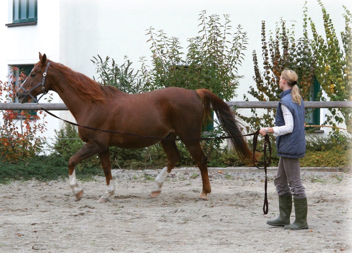 Actual product image Kerbl Lunge line