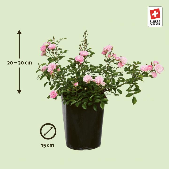 Produktbild Zulauf Bodendeckerrose / Rosa (BD) 'The Fairy' (30 cm)