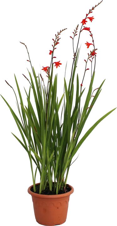 Actual product image Zulauf Montbretie (30 cm)