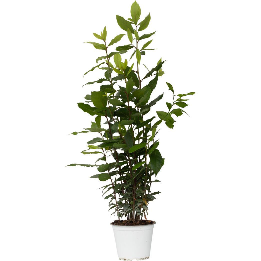 Plant in a Box, Pflanzen, Laurus nobilis Laurus nobilis - Lorbeerstrauch (30 cm)