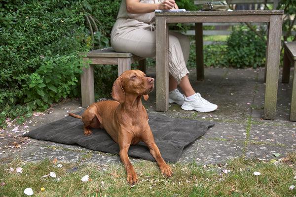 Immagine prodotto Palopa Tappeto per cani (Cane)