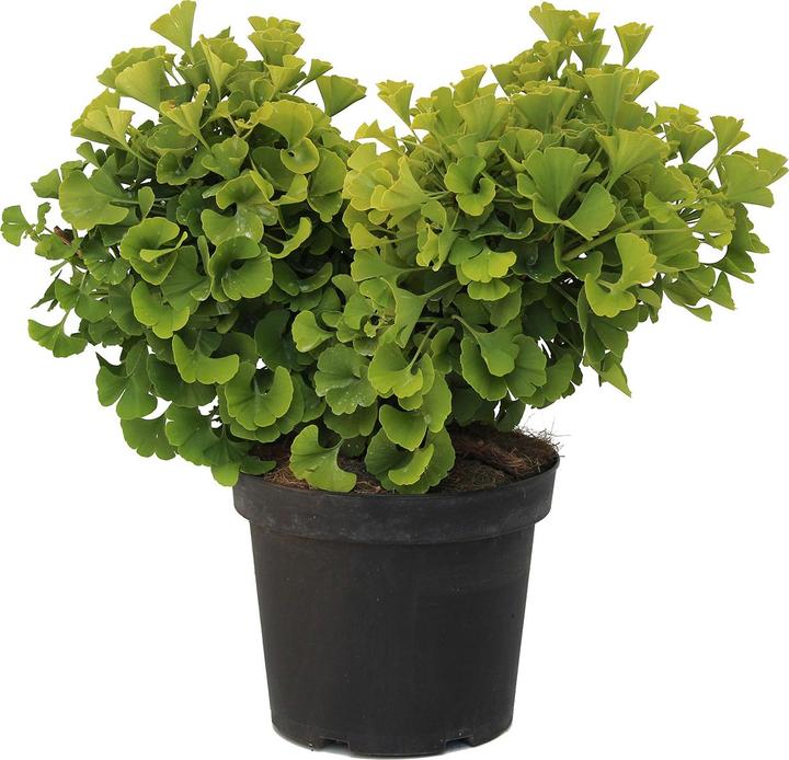 Actual product image Zulauf Kugel-Ginkgo / Ginkgo b. 'Mariken' (40 cm)